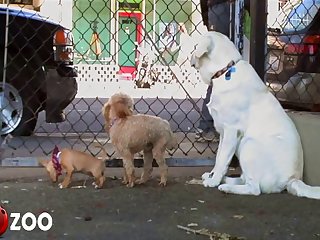 Chase When She Suddenly Feels His Cold Wet Nose Thrust