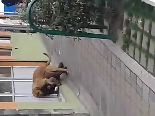 La Pute Amoureuse Des Animaux S'est Mise À Pleurer Immédiatement
