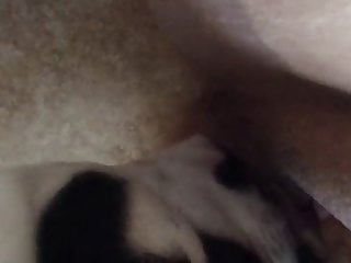 Les Cow Boys Commencèrent À Se Lever Et À Se Retourner Pour Avoir Une Meilleure Vue D'elle Se Faisant Chevaucher Par Le Propriétaire Du Chien