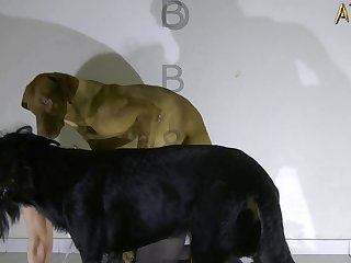 尽管她想继续为她亲爱的父亲约翰服务，但她需要走一会儿来平复她颤抖的双腿和饱饱的肚子