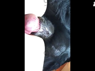 熟女设法把这根热乎乎的狗鸡巴塞进嘴里，开始轻轻地吮吸它。这是唯一能阻止狗攻击熟女交配设备的东西。