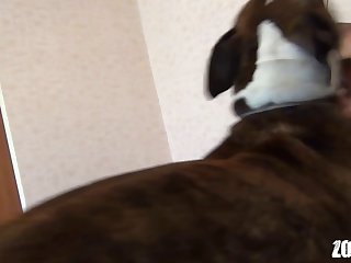 Kan Altilfaz Yuemali Lakinaha Bialkad Kanat Tushahiduhu Wadakhal Alkalb Alghurfat Msrean