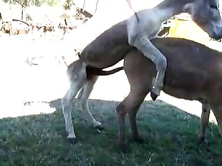علق عليها الحصان ونظ إليها بعينيه اللطيفتين واحتضنها