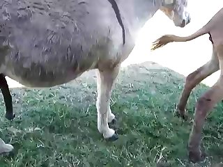 علق عليها الحصان ونظ إليها بعينيه اللطيفتين واحتضنها