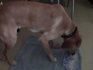 而狗上下舔着她敏感的阴部