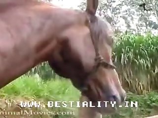 Elle Déplaça L'incroyable Pénis Du Cheval Vers Sa Poitrine Et Frotta La Tête Sur Ses Seins
