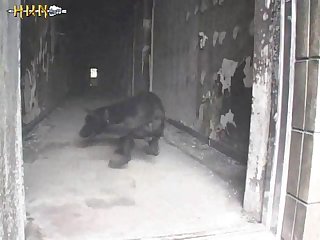 Sexo Com Animal Porno Doido