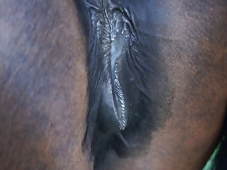 Porno Gay Animacao Animal