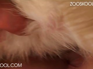 Porno Amado Com Animal