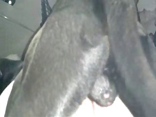 Porno Com Animal Gratis Sex