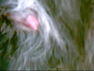 Porno Animal Horse 2