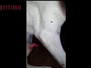 Animal Sex Female Dog