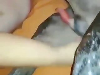 Animal Sex Fan