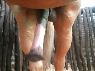 Front Nice Beastforum Geles Masturbation
