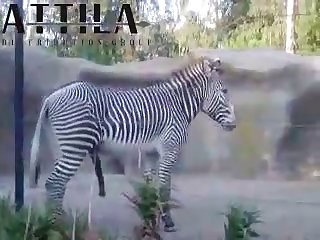 Big Male Zebra
