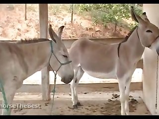 Donkey Jack 3