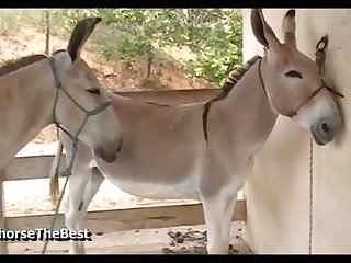 Donkey Jack 3