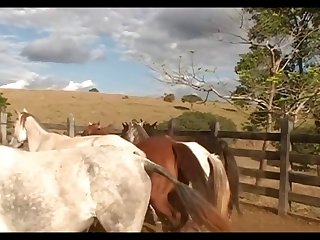 Stallion Vs Mare Hot Scene 01