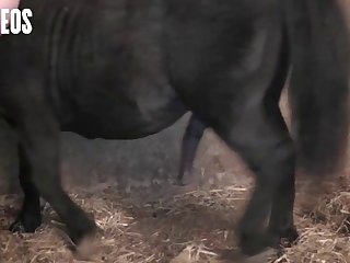 Carino Ohne Sperma