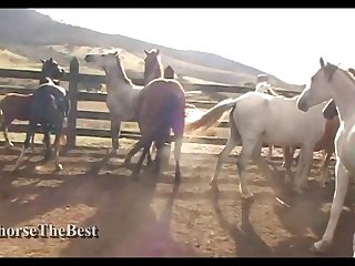 Stallion Vs Mare Hot Scene 01