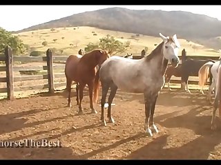 Stallion Vs Mare Hot Scene 01