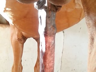 Nice 1 Beastforum Geles Masturbation