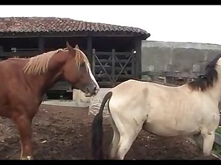 Horse Attack Scene 01