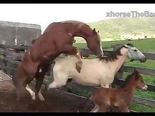 Horse Attack Scene 01