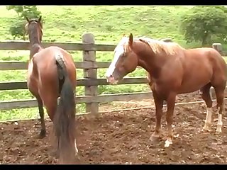 Horse Attack 2
