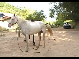 Huge Stallion Vs Crystal Sc 03