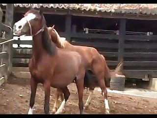 Stallion Hot Nervous