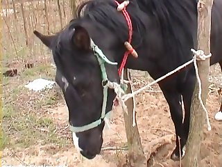 Animal Sex Dog Porn