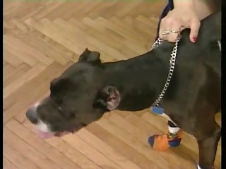 Man Pounds Dog Porn