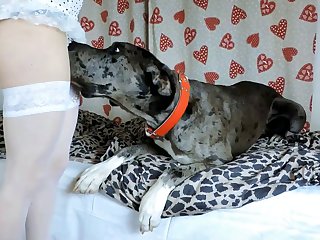 Dog Xxx Doberman