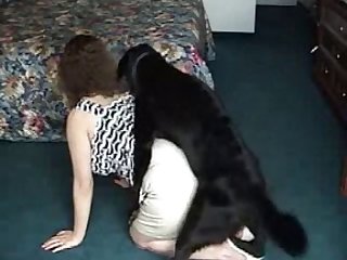 Dog Cock Sucking Videos