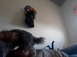 Zoofilia Dogs
