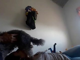 Zoofilia Dogs