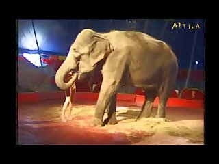 Into Sophisticated Architecture That Bore Little Elephant