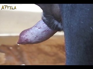 Blue Veins On It. Unlike A Man's It Had No Head But Just desi porn